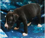 Small #10 Chinese Shar-Pei-Labrador Retriever Mix