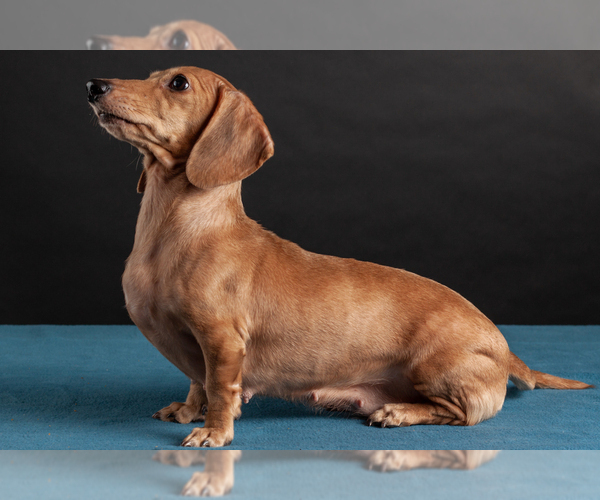 Medium Photo #1 Dachshund Puppy For Sale in CROWLEY, TX, USA