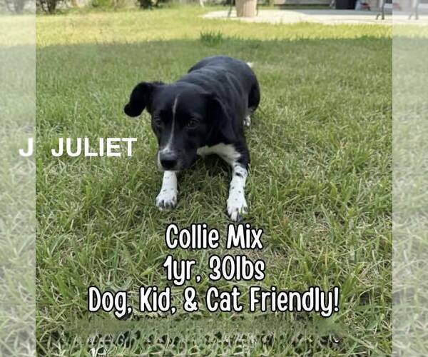 Medium Photo #2 Collie-Unknown Mix Puppy For Sale in Westwood, NJ, USA