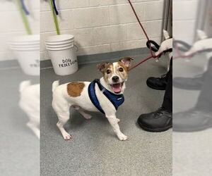 Mutt Dogs for adoption in West Palm Beach, FL, USA