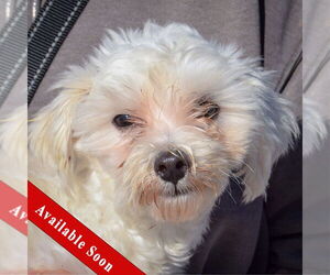 Maltese-Unknown Mix Dogs for adoption in Huntley, IL, USA