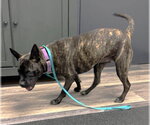 Small #8 Mutt
