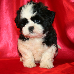 Shih Tzu Puppy for sale in CEDAR PARK, TX, USA
