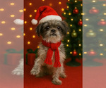 Small #1 Shih Tzu