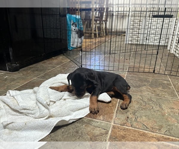 Medium Photo #7 Doberman Pinscher Puppy For Sale in QUINLAN, TX, USA
