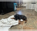Small #6 Doberman Pinscher