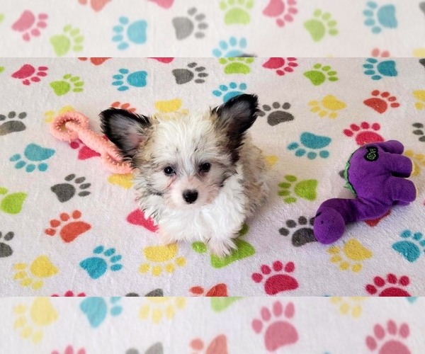 Medium Photo #3 Papitese Puppy For Sale in ORO VALLEY, AZ, USA