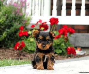 Yorkshire Terrier Puppy for sale in LEOLA, PA, USA