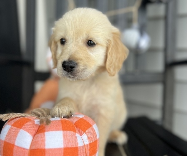 Medium Photo #9 Golden Retriever Puppy For Sale in FRANKLINTON, NC, USA