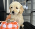 Small Photo #9 Golden Retriever Puppy For Sale in FRANKLINTON, NC, USA