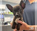 Small #1 Mutt
