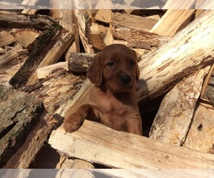 Irish Setter Puppy for sale in TOWER CITY, PA, USA