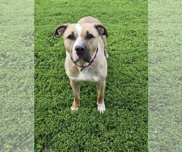 Medium Photo #4 American Staffordshire Terrier-Unknown Mix Puppy For Sale in Bardstown, KY, USA