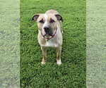 Small #3 American Staffordshire Terrier Mix