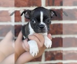 Puppy 5 Boston Terrier