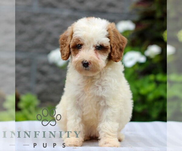 Medium Photo #4 Poodle (Miniature) Puppy For Sale in LEOLA, PA, USA