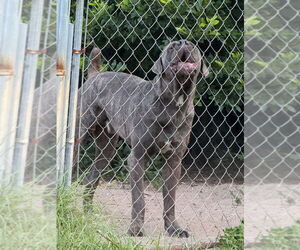 Father of the Cane Corso puppies born on 01/21/2026