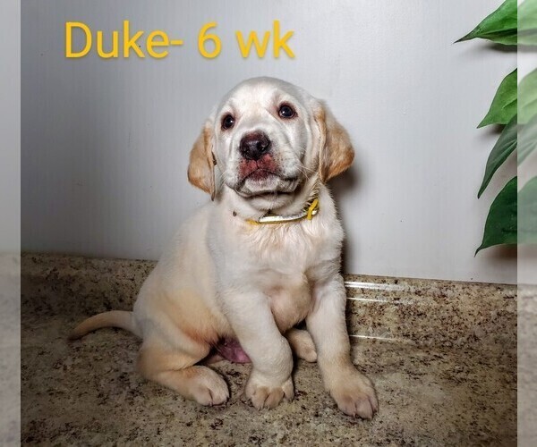 Medium Photo #5 Labrador Retriever Puppy For Sale in CATO, NY, USA