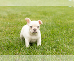 Small #1 French Bulldog