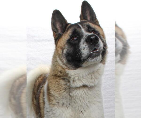 Medium Photo #1 Akita Puppy For Sale in Burbank, CA, USA