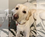 Small #3 Labrador Retriever