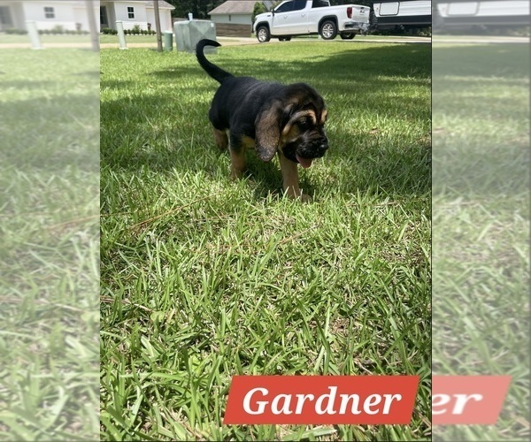 Medium Photo #9 Bloodhound Puppy For Sale in FOLSOM, LA, USA