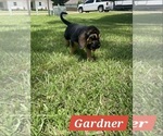 Small Photo #9 Bloodhound Puppy For Sale in FOLSOM, LA, USA