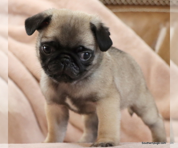 Medium Photo #5 Pug Puppy For Sale in WINNSBORO, TX, USA