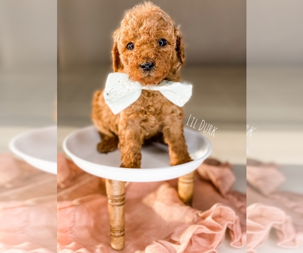 Medium Photo #3 Goldendoodle (Miniature) Puppy For Sale in ANDERSON DAM, ID, USA
