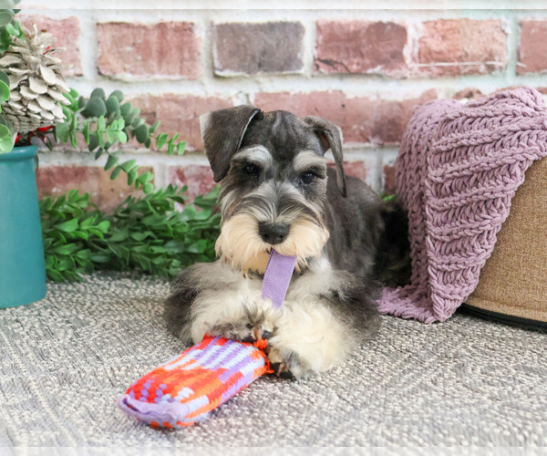 Medium Photo #7 Schnauzer (Miniature) Puppy For Sale in SYRACUSE, IN, USA
