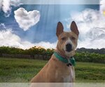 Small #1 Basenji-Border Collie Mix