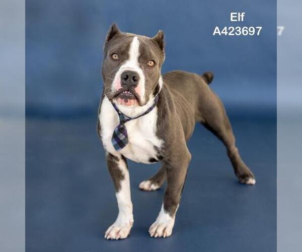 Medium Photo #1 Mutt Puppy For Sale in Conroe, TX, USA