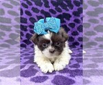 Small #37 Shih Tzu