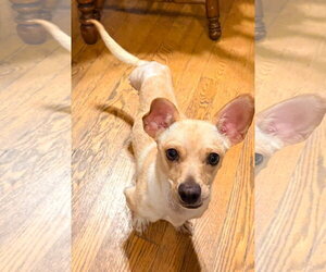 Calvin - Male Chihuahua-Unknown Mix Dog for Adoption - Photo #2