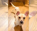 Small #1 Chihuahua Mix