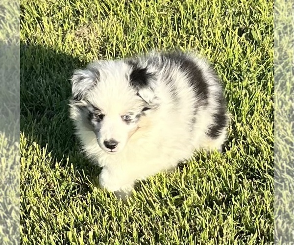 Medium Photo #15 Shetland Sheepdog Puppy For Sale in FORT MORGAN, CO, USA