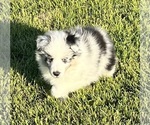 Small #14 Shetland Sheepdog