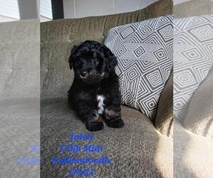 Zuchon Puppy for Sale in SHIPSHEWANA, Indiana USA