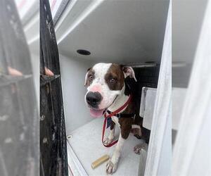 American Pit Bull Terrier Dogs for adoption in Houston, TX, USA