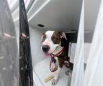 Small American Pit Bull Terrier