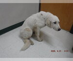 MILLIE - Female Great Pyrenees Dog for Adoption - Small photo