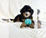 Small #2 Miniature Bernedoodle