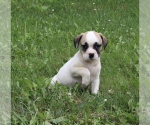 English Bulldog-Puggle Mix Puppy for sale in FREDERICKSBURG, OH, USA