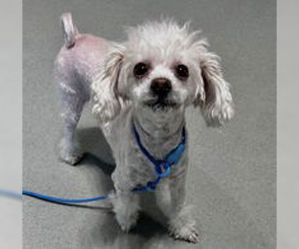 Medium Photo #1 Maltese Puppy For Sale in Salinas, CA, USA