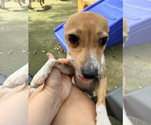 Walker - Male Rat Terrier Dog for Adoption - Photo #5