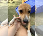 Small Photo #5 Rat Terrier Puppy For Sale in Orlando, FL, USA