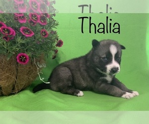 Siberian Husky Puppy for sale in DEARBORN, MO, USA