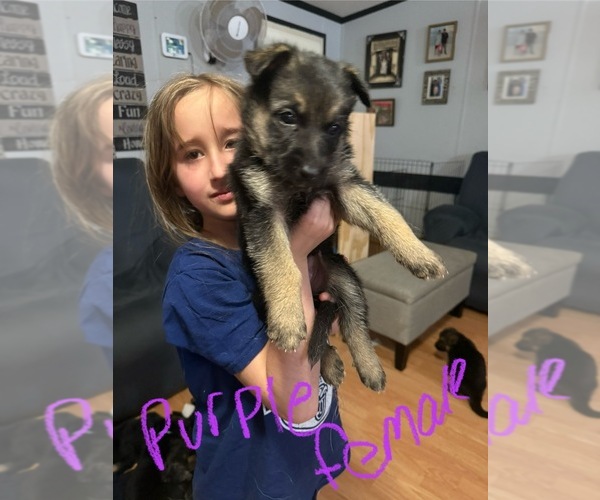 Medium Photo #1 German Shepherd Dog Puppy For Sale in RUSTBURG, VA, USA