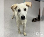 Small Labrador Retriever Mix