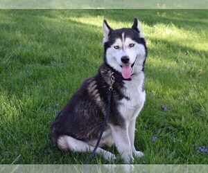 Mother of the Siberian Husky puppies born on 06/02/2020
